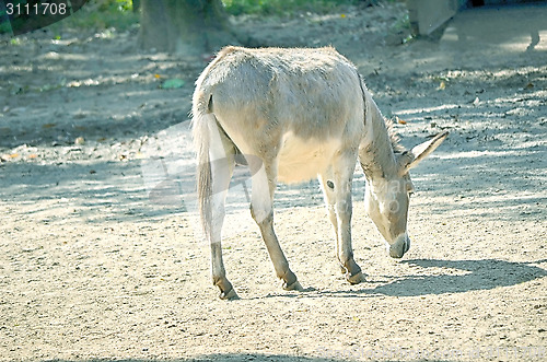 Image of African wild ass eating, Equus africanus.