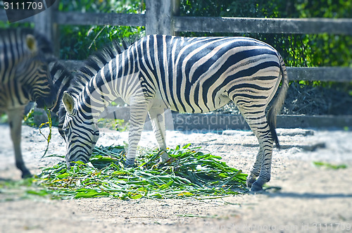 Image of Very closeup of African Zebra