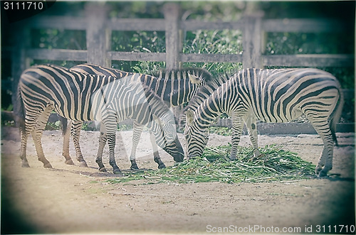 Image of Very closeup of African Zebra