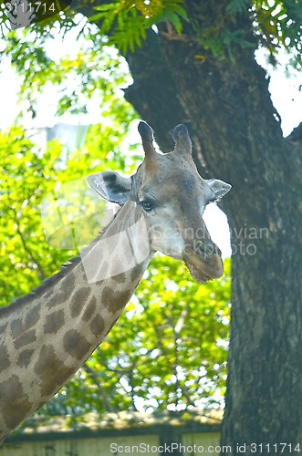 Image of Closeup view of giraffe face.