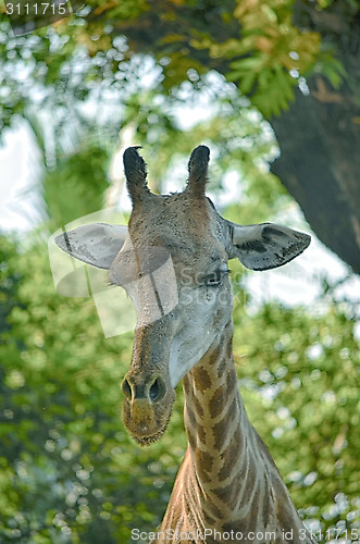 Image of Closeup view of giraffe face.