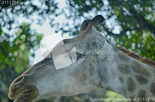 Image of Closeup view of giraffe face.