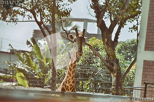 Image of Closeup view of giraffe face.