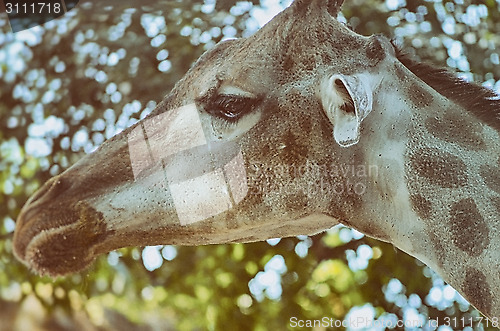 Image of Closeup view of giraffe face.