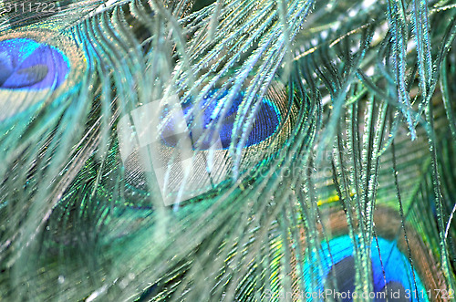 Image of Abstract background of picock feather