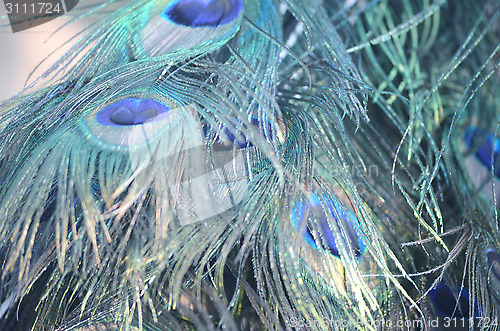 Image of Abstract background of picock feather