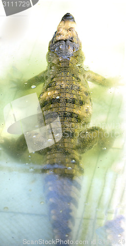 Image of Nile Crocodile very closeup image capture.