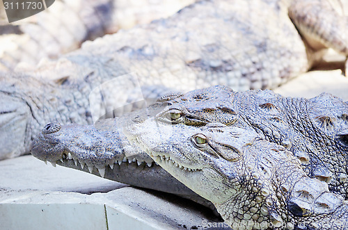 Image of Nile Crocodile very closeup image capture.