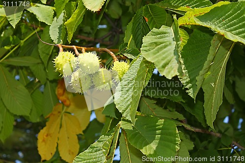 Image of Chestnut tree fruits on branch