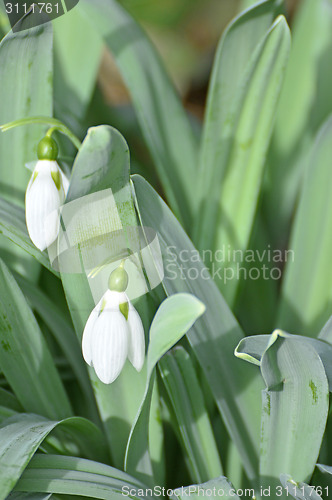 Image of snowdrop, Galanthus nivalis