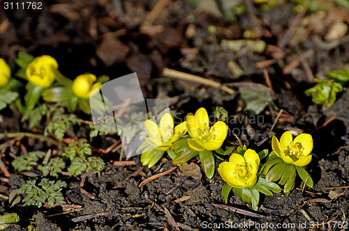 Image of Winter aconite, Eranthis hiemalis