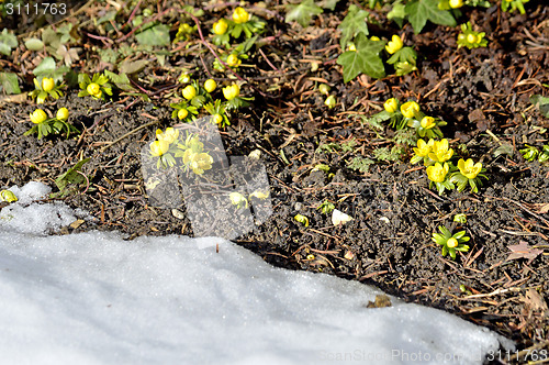 Image of Winter aconite, Eranthis hiemalis