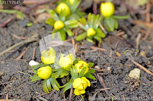 Image of Winter aconite, Eranthis hiemalis