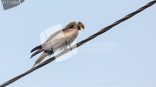 Image of Black Kite aka Amora