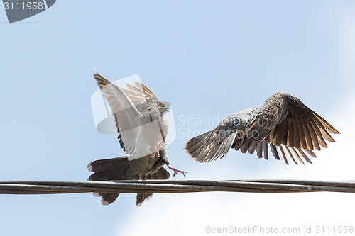 Image of pigeon fight