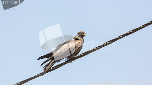 Image of Black Kite aka Amora