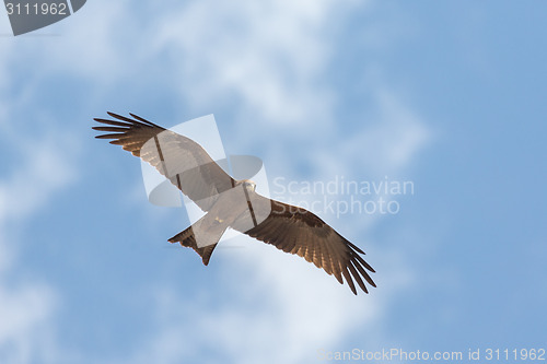 Image of Amora in flight