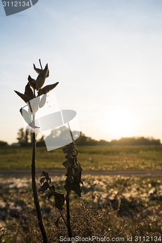 Image of Wild flower in sunset