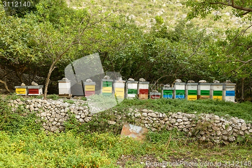 Image of Honey bee hives in green forest