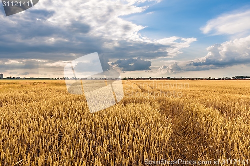 Image of Cultivated land with cloudy sky