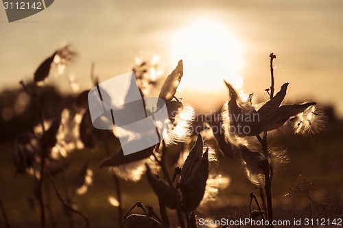 Image of Wild flower in sunset