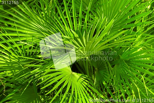 Image of Closeup photo of a palm tree