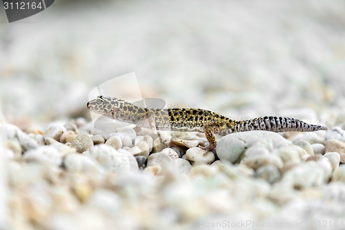 Image of Gecko lizard on rocks 