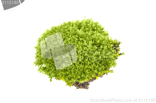 Image of Green moss isolated 