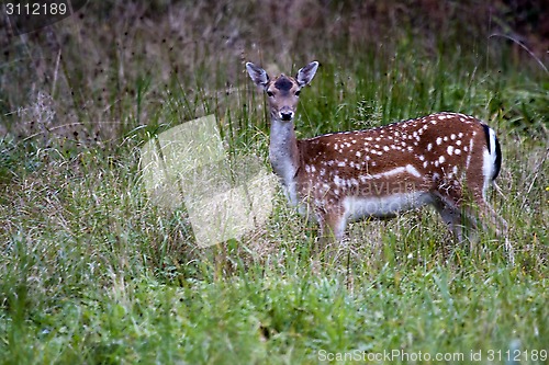 Image of fallow deer
