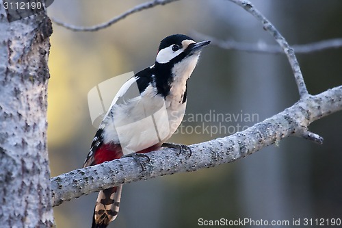 Image of greater spotted woodpecker