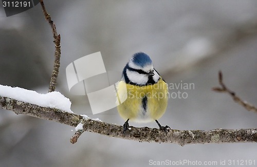 Image of blue tit