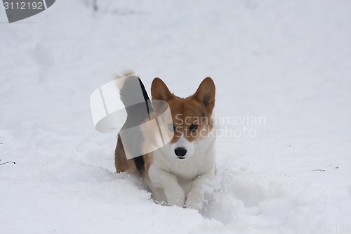 Image of running in snow