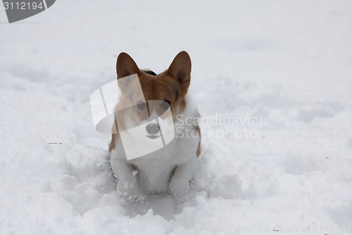 Image of playing in snow