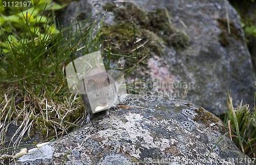 Image of garden mouse with peanut