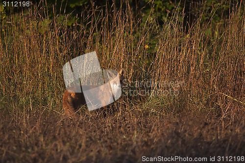 Image of red fox in morning sun