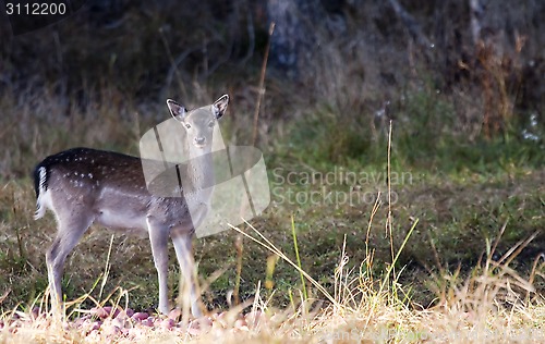 Image of fallow deer fawn