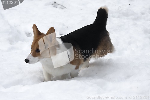 Image of playing in snow