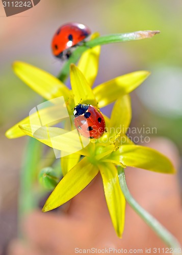 Image of two red ladybugs