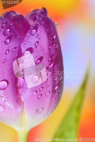 Image of Close up of purple tulips 