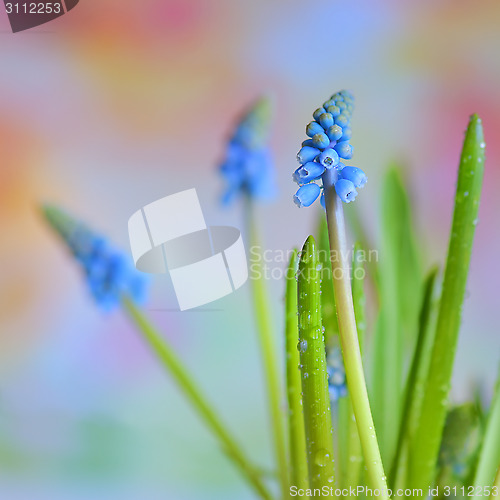 Image of Muscari botryoides flowers