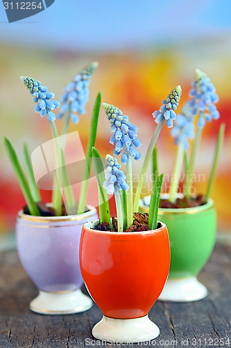 Image of Muscari botryoides flowers 