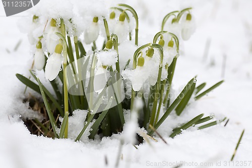 Image of snowdrops