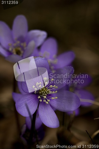 Image of hepatica