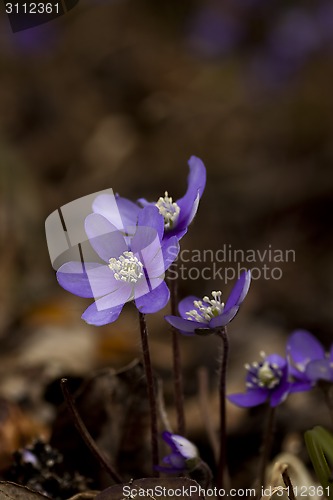 Image of blue anemones