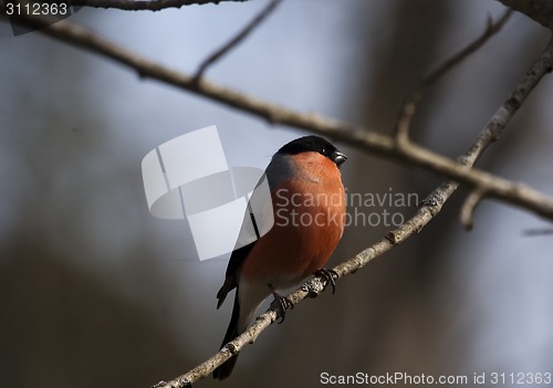 Image of bullfinch