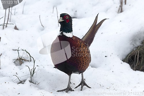 Image of pheasant cock