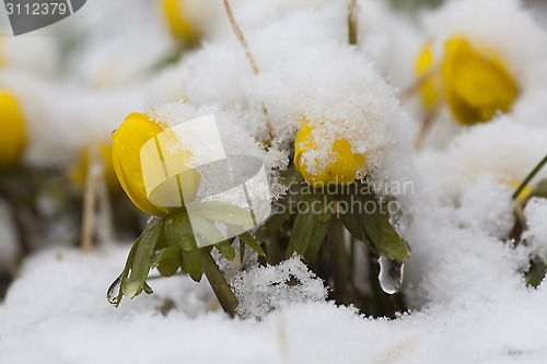 Image of winter aconites