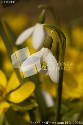 Image of snowdrops