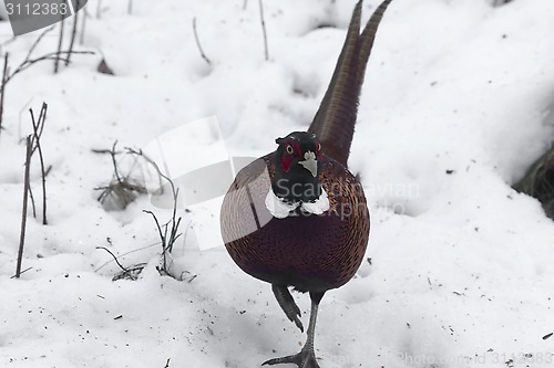 Image of pheasant cock