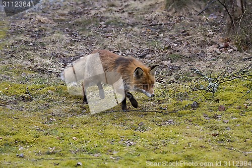 Image of fox